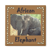 African Elephants magnets