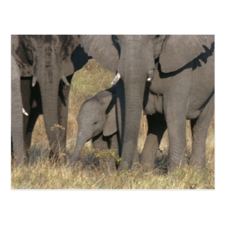 African elephants