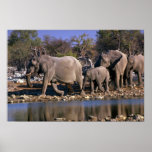 African Elephants Posters