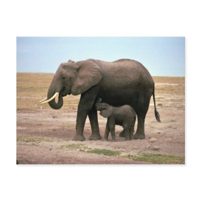 African Elephants - Small Calf Nursing Postcard by lolanimals