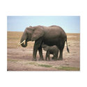 African Elephants - Small Calf Nursing postcards