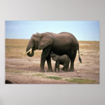 African Elephants - Small Calf Nursing Poster
