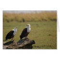 African Fish Eagles cards by pshaw_photo African Fish Eagles cards