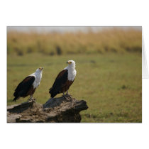 African Fish Eagles cards by pshaw_photo African Fish Eagles cards