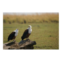 African Fish Eagles posters by pshaw_photo African Fish Eagles posters