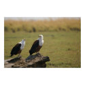 African Fish Eagles posters by pshaw_photo African Fish Eagles posters