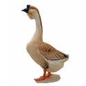 African Goose t-shirts by kphotos African Goose t-shirts