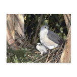 African Goshawk Postcards
