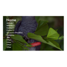 African gray parrot business card
