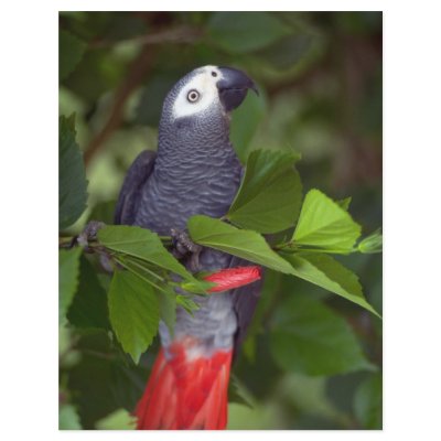 African gray parrot flyers by beautifulclicks