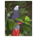 African gray parrot flyers