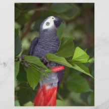 African gray parrot flyers