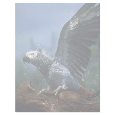 African gray parrot in hose shower letterhead template by lolanimals
