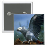 African gray parrot in hose shower pinback buttons