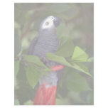 African gray parrot letterhead design