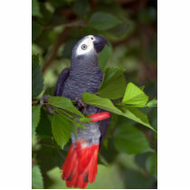 African gray parrot cut out