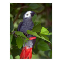 African gray parrot post cards