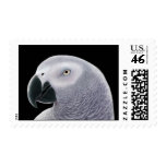 African Gray Parrot Postage postage