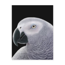African Gray Parrot Postcard