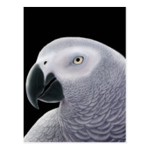 African Gray Parrot Postcard