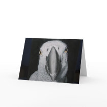 African Grey Parrot cards by fromourstudio African Grey Parrot cards