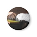 African Grey Parrot drinking OJ magnets by digitaltoy83 African Grey Parrot drinking OJ magnets