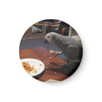 African Grey Parrot eating dinner magnets