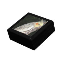 African Grey Parrot Gift Box