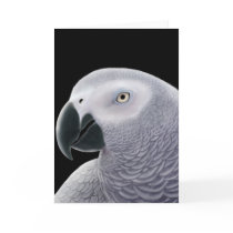 African Grey Parrot Greeting Card