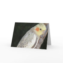 African Grey Parrot Greeting Card