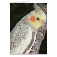 African Grey Parrot Greeting Card