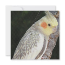 African Grey Parrot Invitations