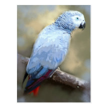 African Grey Parrot Portrait Postcards