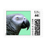African Grey Parrot Postage