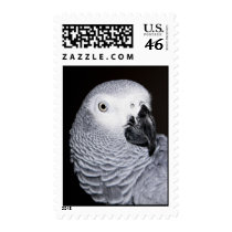 African Grey Parrot Stamps