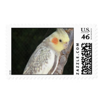 African Grey Parrot Postage Stamp