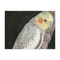 African Grey Parrot Postcard