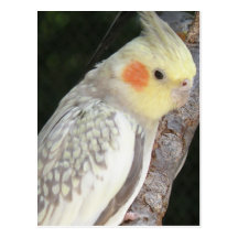 African Grey Parrot Postcard