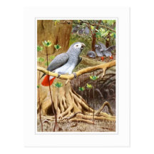 African Grey Parrot Postcard