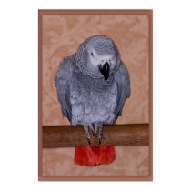 African Grey Parrot posters
