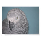 African Grey Parrot