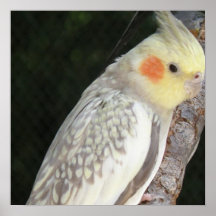 African Grey Parrot Poster