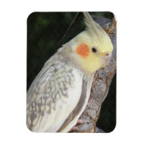 African Grey Parrot Premium Magnet