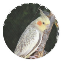 African Grey Parrot Sticker