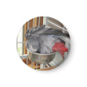 African Grey Parrot taking a bath magnets by digitaltoy83 African Grey Parrot taking a bath magnets