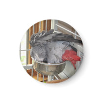 African Grey Parrot taking a bath magnets by digitaltoy83 African Grey Parrot taking a bath magnets