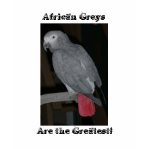 African Grey Parrot t-shirts