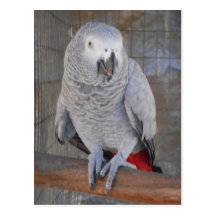 African Grey "Rudy" Postcard