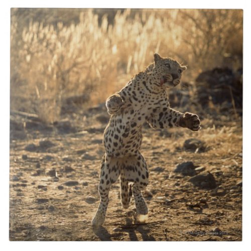 African leopard on hind legs , Namibia , Africa Ceramic Tiles