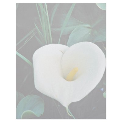 African lily at Mount Kenya, Safari Club  flowers Letterhead by blueyellowtube